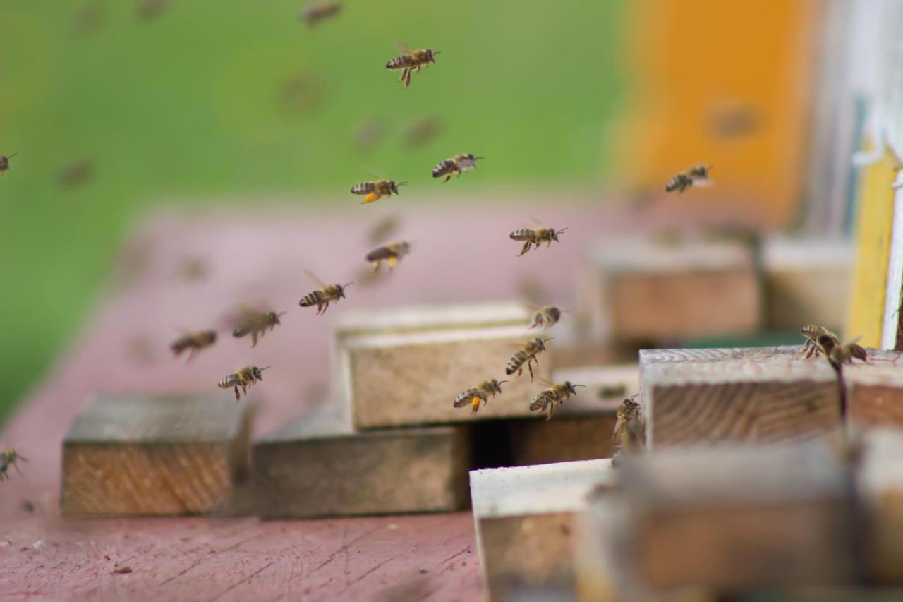 Hotel Bee House Maya Rob Exteriér fotografie